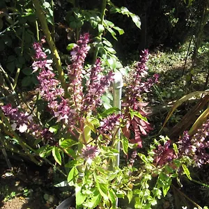 Apiflore Garéoult